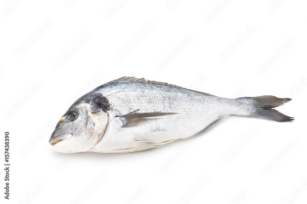 Fresh bream sea isolated on white background. Fresh bream sea isolated on white background.