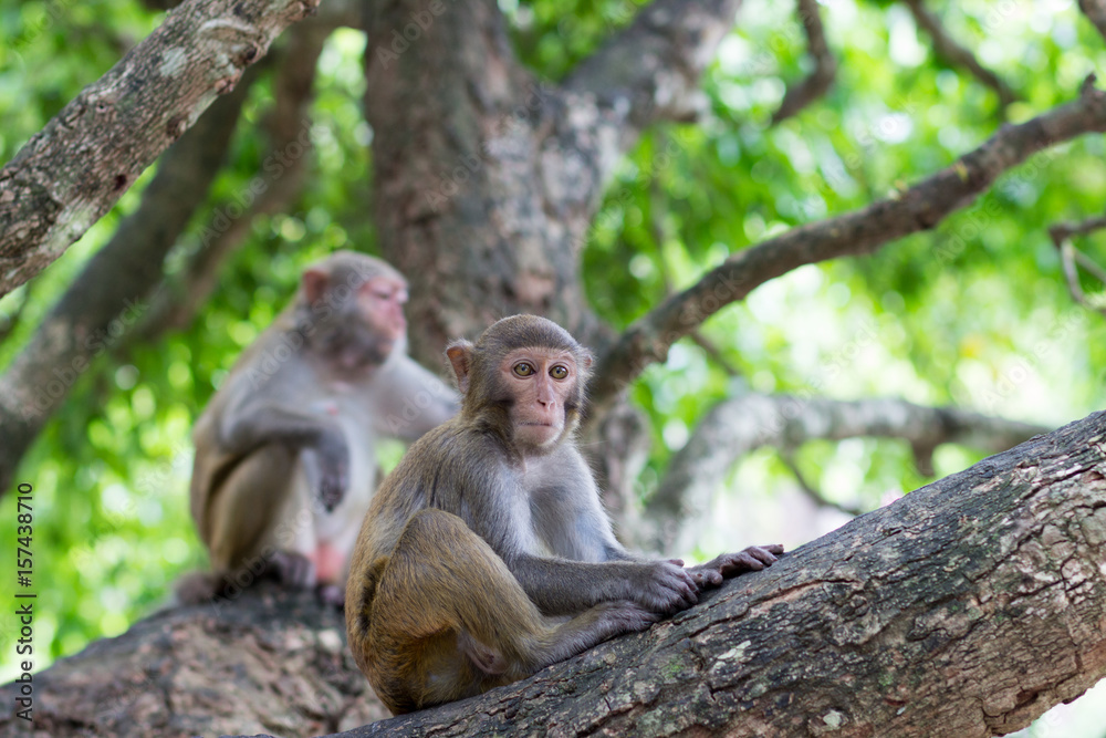 Monkey rhesus monkey sits on a tree under the supervision of an adult female