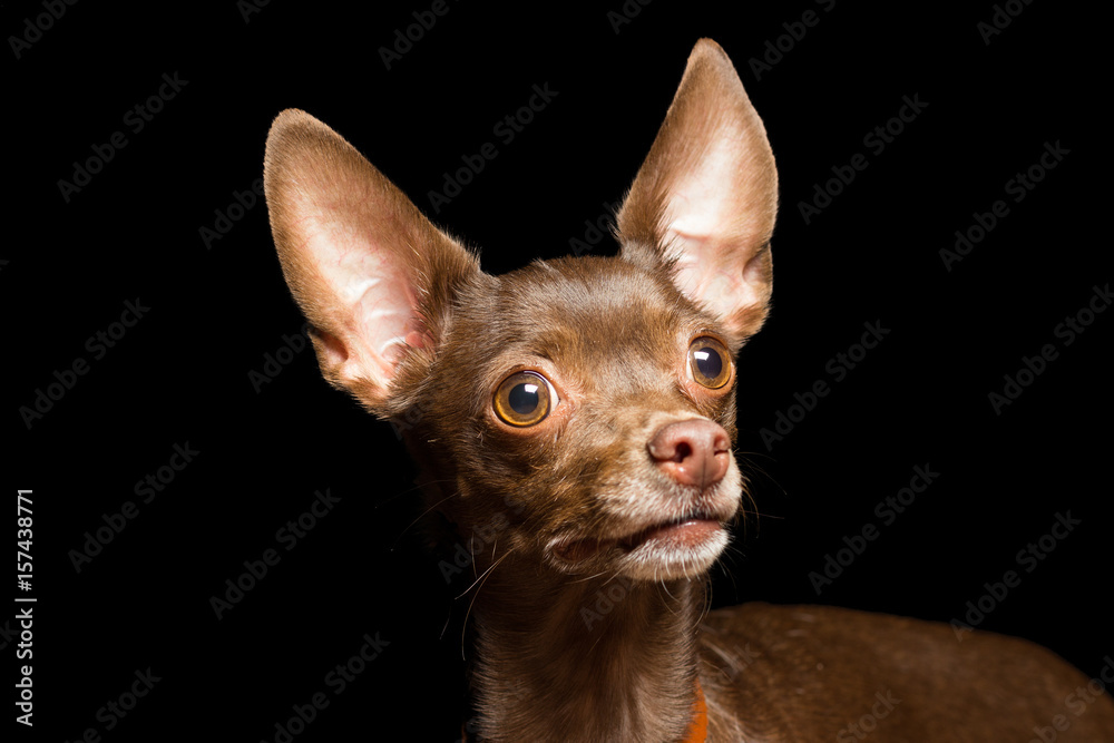 dog breed that brown brown terrier looks up, a close-up portrait, isolated on black dog breed that brown brown terrier looks up, a close-up portrait, isolated on black