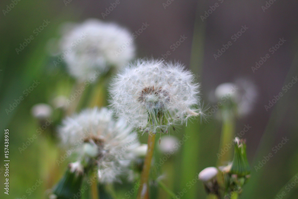 Glade with dandelions. Summer background.