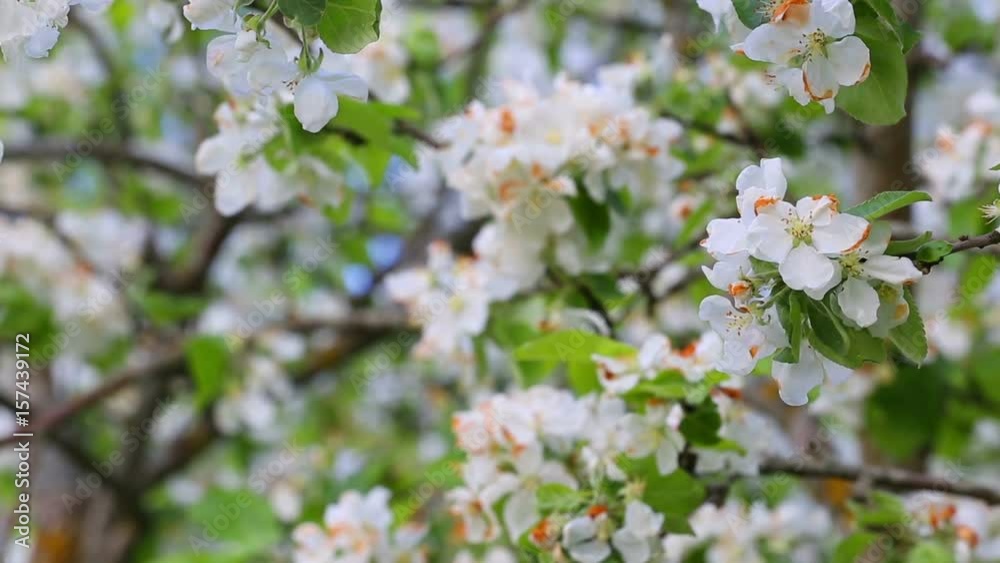 Blooming apple tree over blue sky background close up view Blooming apple tree over blue sky background close up view