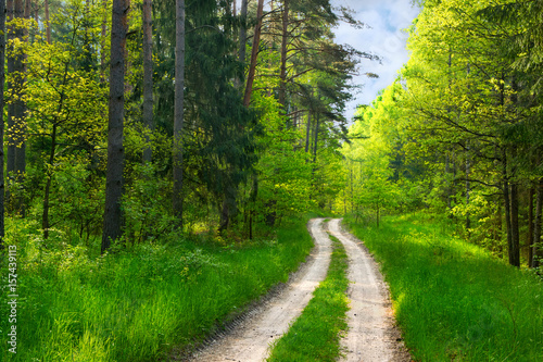 Fototapeta Naklejka Na Ścianę i Meble -  Forest path among green wood. Masuria, Poland.