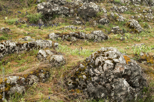 Green high mountain meadow with rocks closeup as natural background