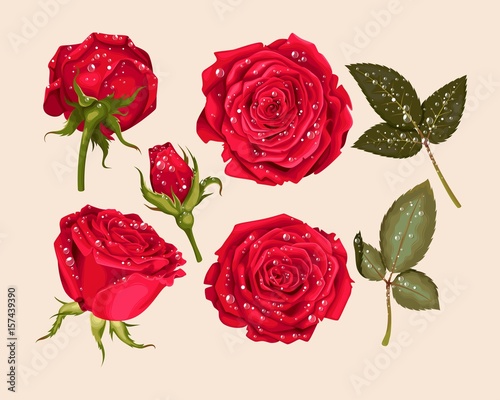 Set of red rose