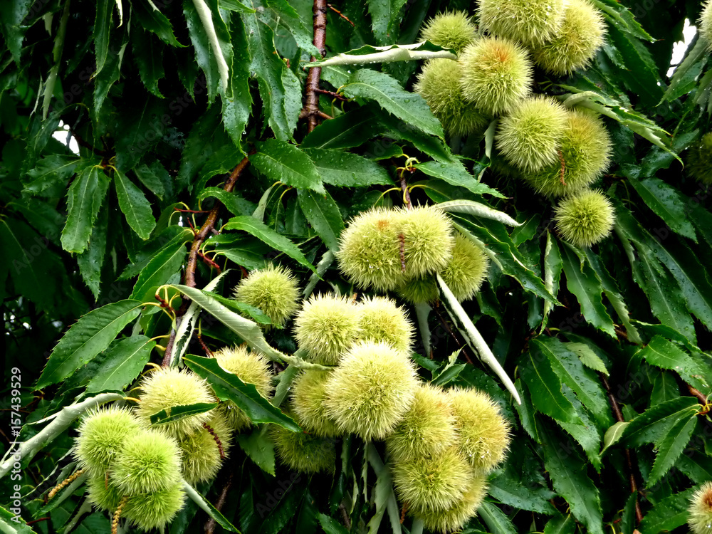 Chestnut Tree