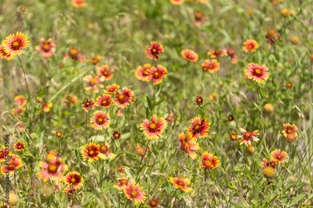 fieldofwildflowers