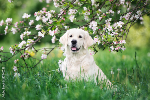 golden retriever dog posing in blooming tree