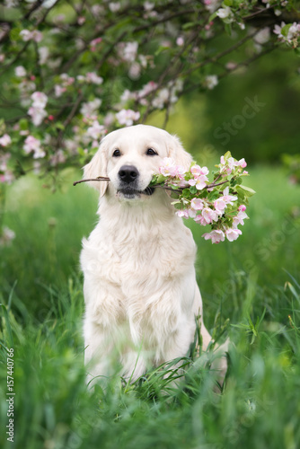 Fototapeta Naklejka Na Ścianę i Meble -  adorable golden retriever dog holding flowers in her mouth