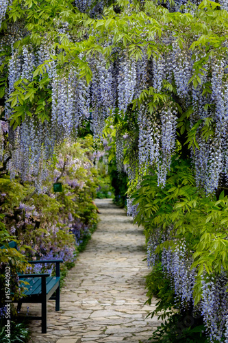 Fotografie Wisteria floribunda im Sichtungsgarten Weinheim