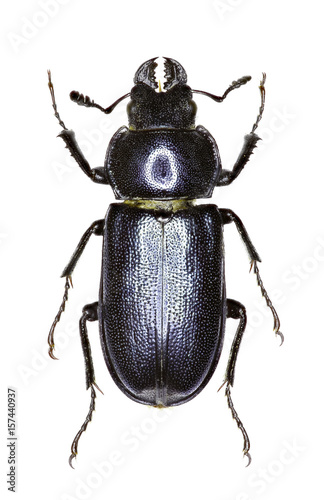Blue Stag Beetle on white Background - Platycerus caraboides (Linnaeus, 1758)
