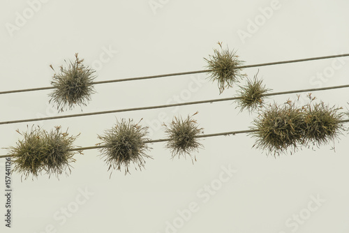 Sky Plants on Power Transmition Lines photo