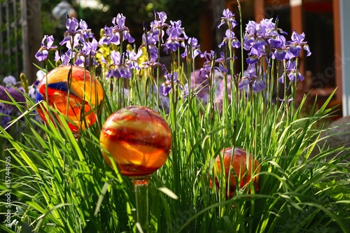 Fototapeta Naklejka Na Ścianę i Meble -  Sibirische Schwertlilie im Staudenbeet – iris sibirica
