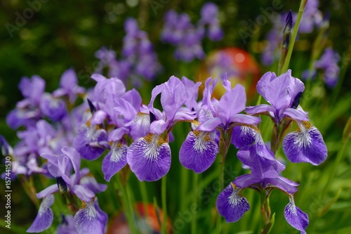 Fototapeta Naklejka Na Ścianę i Meble -  Sibirische Schwertlilie im Staudenbeet – iris sibirica