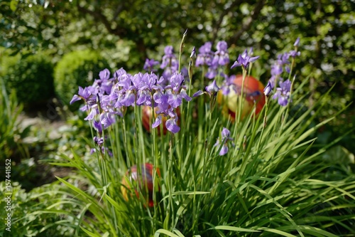 Fototapeta Naklejka Na Ścianę i Meble -  Sibirische Schwertlilie im Staudenbeet – iris sibirica