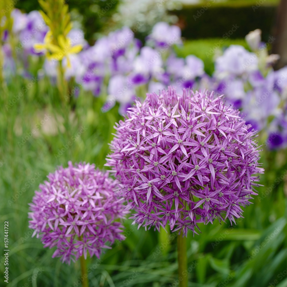 Zierlauch im Gartenbeet – allium aflatunense Zierlauch im Gartenbeet – allium aflatunense