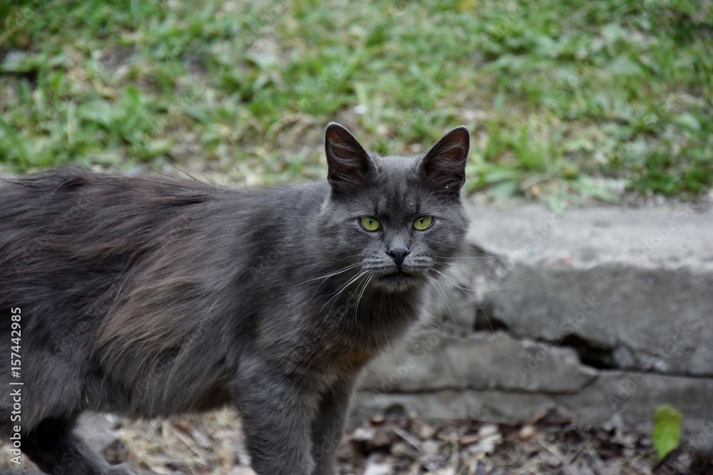 Gray cat with kind eyes