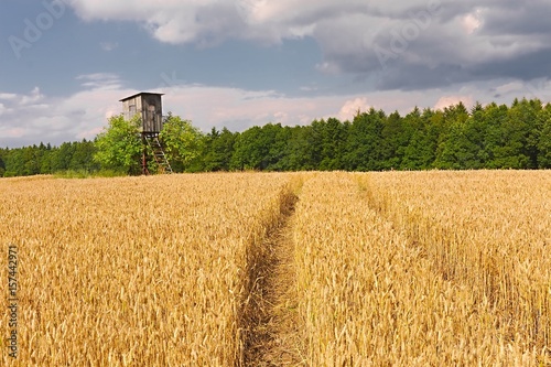 Wheat field detail photo