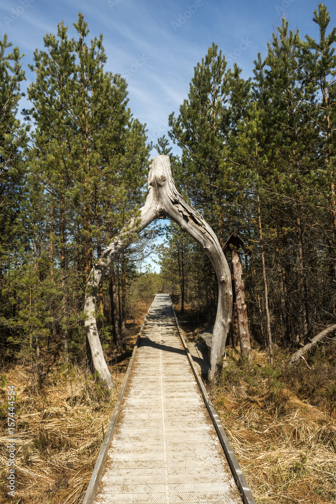 Fototapeta premium Brama do lasu