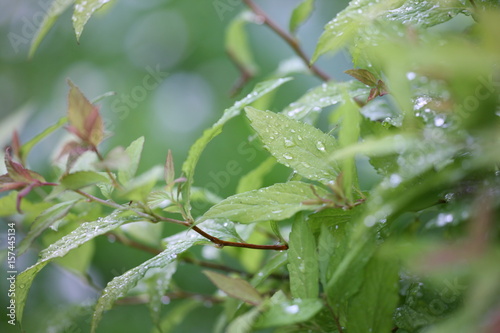 raindrops on leaves © Boris