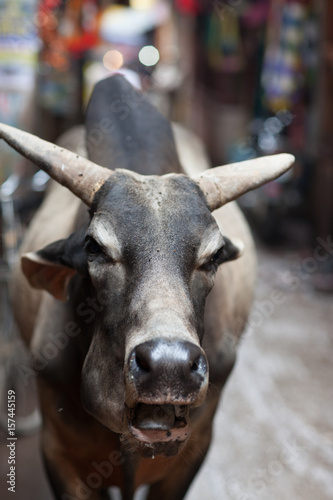 sacred cow, Raljasthan photo