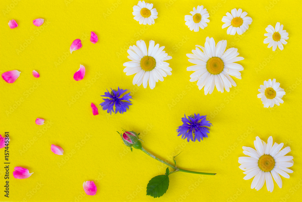 Flowers daisies, cornflowers and rose bud on a yellow background. Background for a card
