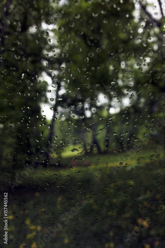 Rain in a spring birch grove