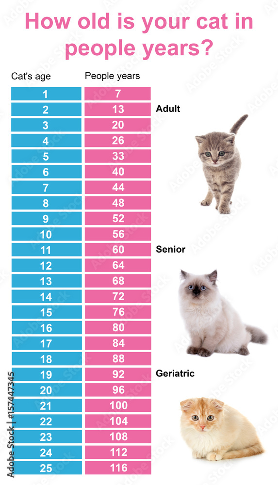 How To Calculate The Cat Age Infoupdate how-to-calculate-the-cat-age-infoupdate