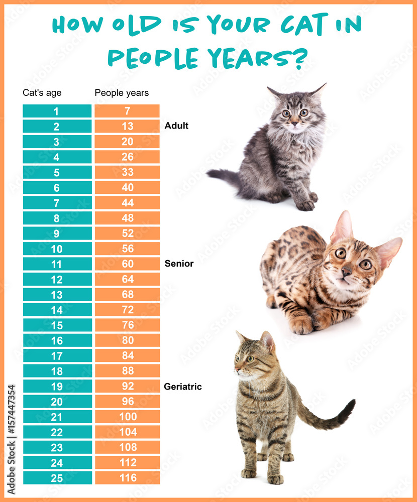 Pet age concept. Comparison chart of cat and human years on white  background Stock Photo | Adobe Stock