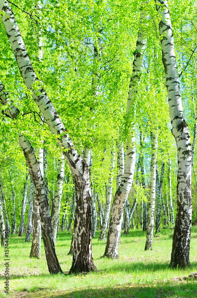 Obraz premium Birch grove, crooked trees and lush green leaves