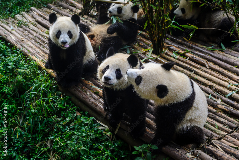 Obraz premium Pandas enjoying their bamboo breakfast in Chengdu Research Base, China