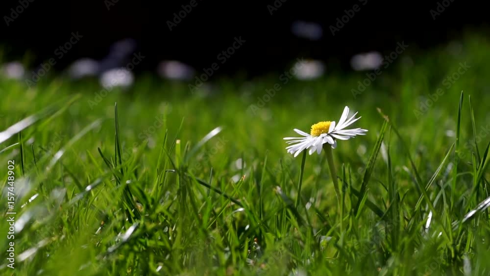 Close up of single daisy on green grass meadow.
Selective focus on the flower, shadow depth of field.
Sways blown by a breeze. Black background.
Concept of nature.
Concept of springtime.