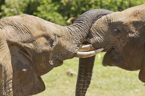 Teo elephants playing with their trunks in the sun