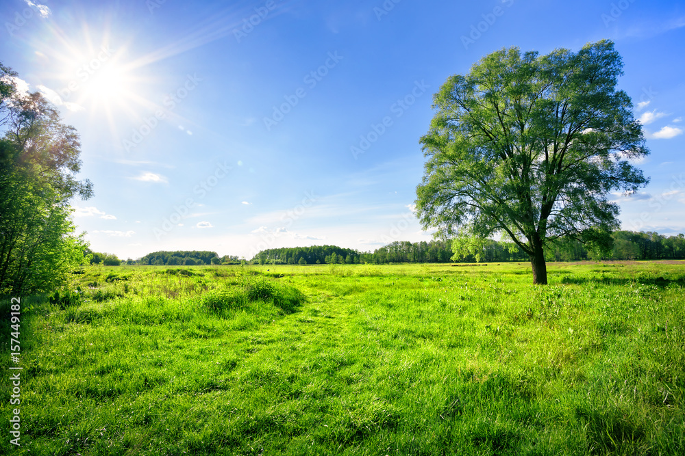 Field with green grass and a tree