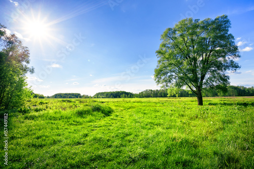 Field with green grass and a tree