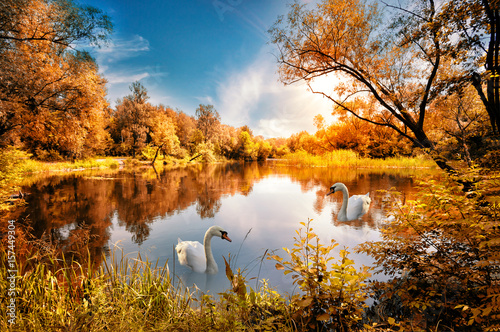 Fototapeta Naklejka Na Ścianę i Meble -  Lake with red autumn trees on the shore and swan