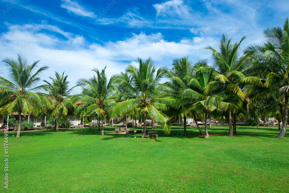 Garden with coconut palm trees - obrazy, fototapety, plakaty 