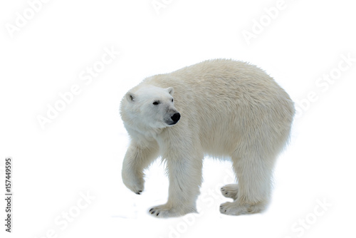 Polar bear isolated on white