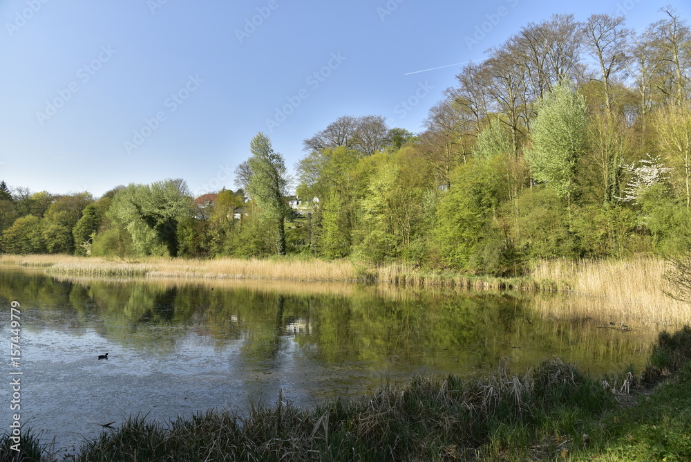 Le Grand étang de Lange Gracht en plein coeur de la végétation sauvage de la forêt de Soignes au printemps