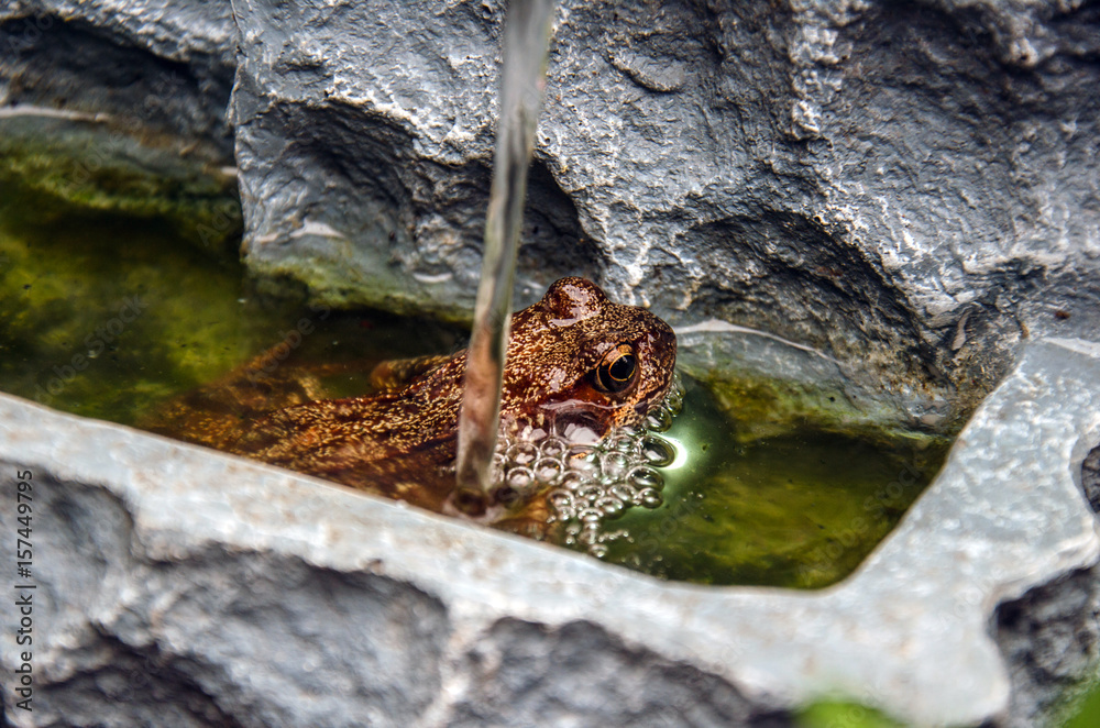 Frosch im Springbrunnen im Garten.