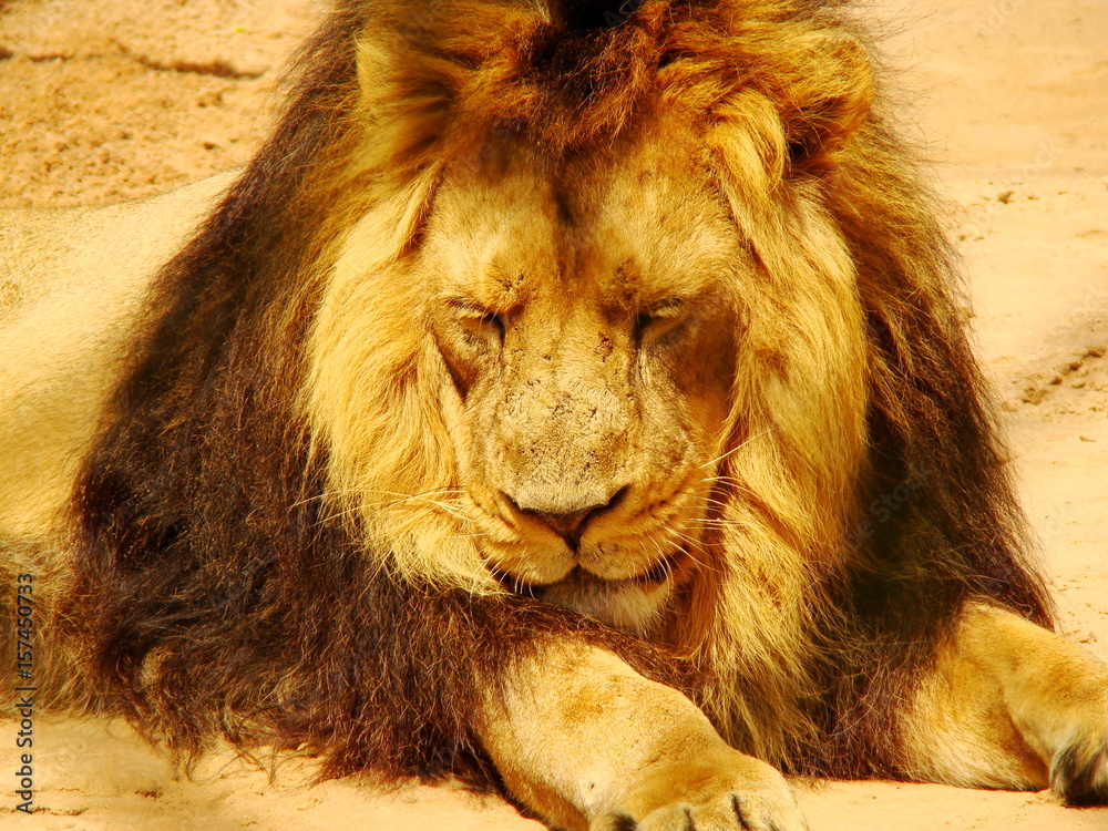 Naklejka premium Resting lion