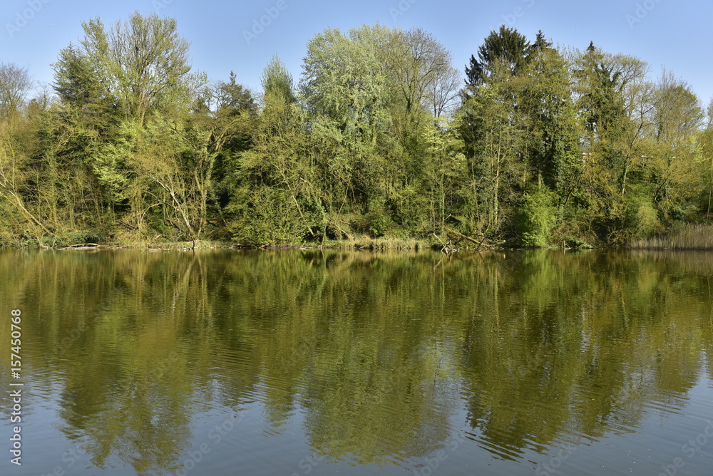 Végétation sauvage de la forêt de Soignes le long du grand étang de Lange Gracht à Auderghem 