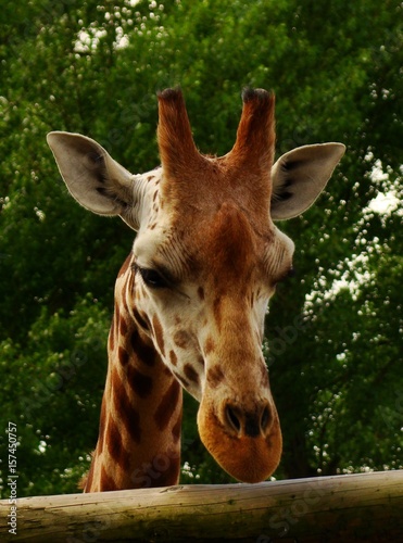 Close up of a giraffe's head © Elizabeth