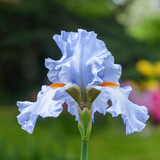 Closeup of flower bearded iris 