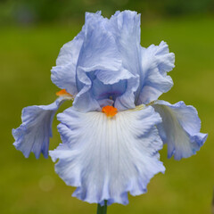 Papier peint photo Iris Iris Princesse Caroline au jardin  © dannywilde