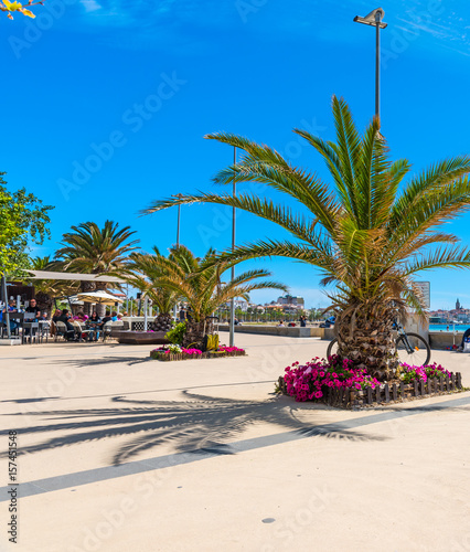 Palm trees in Alghero promenade