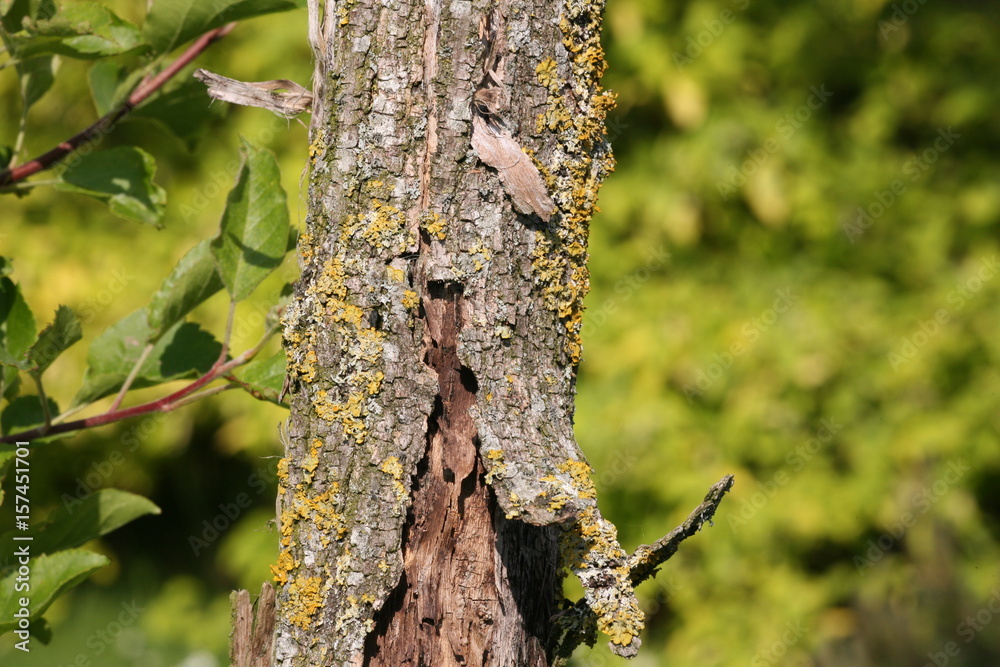 tree bark with lichen