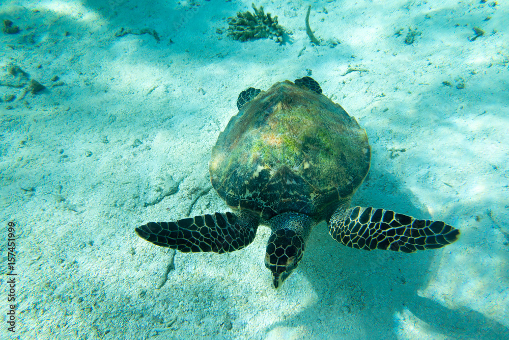 Obraz premium A turtle sitting at corals under water surface