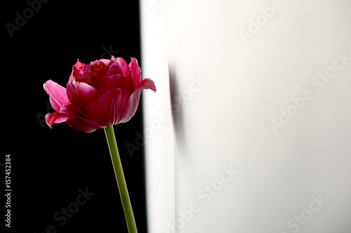 Beautiful tulip flower near white wall