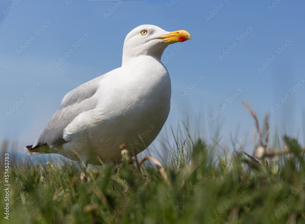 Frog perspective of Herring gull at German island Helgoland Frog perspective of Herring gull at German island Helgoland