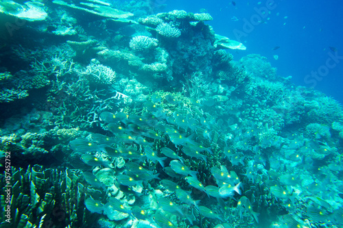 Fototapeta Naklejka Na Ścianę i Meble -  Underwater world landscape